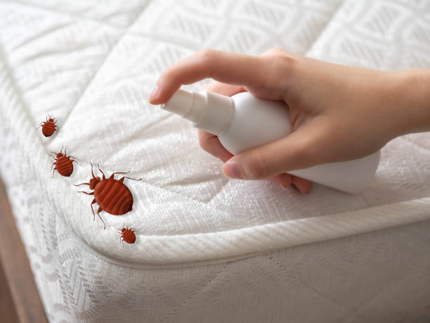 Reliable North Miami Beach, FL Pest Control Solutions