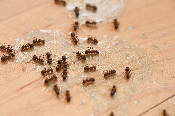 Best Pest Prevention Services  in North Miami Beach, FL