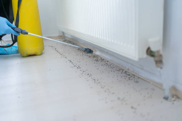 Best Flea Control Services  in North Miami Beach, FL